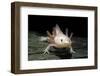 Ambystoma Mexicanum F. Leucistic (Axolotl)-Paul Starosta-Framed Photographic Print