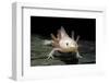 Ambystoma Mexicanum F. Leucistic (Axolotl)-Paul Starosta-Framed Photographic Print