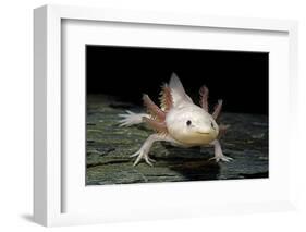 Ambystoma Mexicanum F. Leucistic (Axolotl)-Paul Starosta-Framed Photographic Print