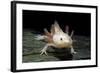 Ambystoma Mexicanum F. Leucistic (Axolotl)-Paul Starosta-Framed Photographic Print