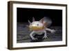 Ambystoma Mexicanum F. Leucistic (Axolotl)-Paul Starosta-Framed Photographic Print