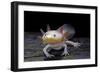 Ambystoma Mexicanum F. Leucistic (Axolotl)-Paul Starosta-Framed Photographic Print