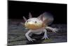 Ambystoma Mexicanum F. Leucistic (Axolotl)-Paul Starosta-Mounted Photographic Print