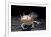 Ambystoma Mexicanum F. Leucistic (Axolotl)-Paul Starosta-Framed Photographic Print