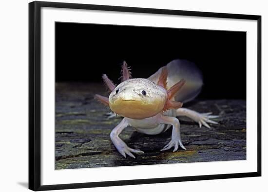 Ambystoma Mexicanum F. Leucistic (Axolotl)-Paul Starosta-Framed Photographic Print