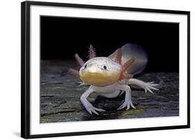 Ambystoma Mexicanum F. Leucistic (Axolotl)-Paul Starosta-Framed Photographic Print