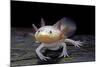 Ambystoma Mexicanum F. Leucistic (Axolotl)-Paul Starosta-Mounted Photographic Print