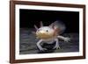 Ambystoma Mexicanum F. Leucistic (Axolotl)-Paul Starosta-Framed Photographic Print