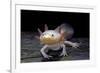 Ambystoma Mexicanum F. Leucistic (Axolotl)-Paul Starosta-Framed Photographic Print