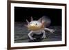 Ambystoma Mexicanum F. Leucistic (Axolotl)-Paul Starosta-Framed Photographic Print