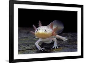 Ambystoma Mexicanum F. Leucistic (Axolotl)-Paul Starosta-Framed Photographic Print