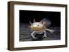 Ambystoma Mexicanum F. Leucistic (Axolotl)-Paul Starosta-Framed Photographic Print