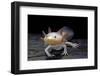 Ambystoma Mexicanum F. Leucistic (Axolotl)-Paul Starosta-Framed Photographic Print