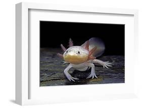 Ambystoma Mexicanum F. Leucistic (Axolotl)-Paul Starosta-Framed Photographic Print