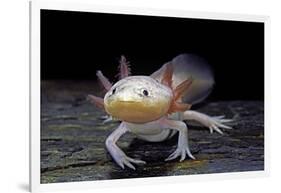 Ambystoma Mexicanum F. Leucistic (Axolotl)-Paul Starosta-Framed Photographic Print