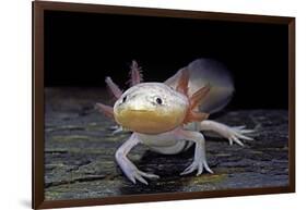 Ambystoma Mexicanum F. Leucistic (Axolotl)-Paul Starosta-Framed Photographic Print