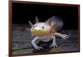 Ambystoma Mexicanum F. Leucistic (Axolotl)-Paul Starosta-Framed Photographic Print