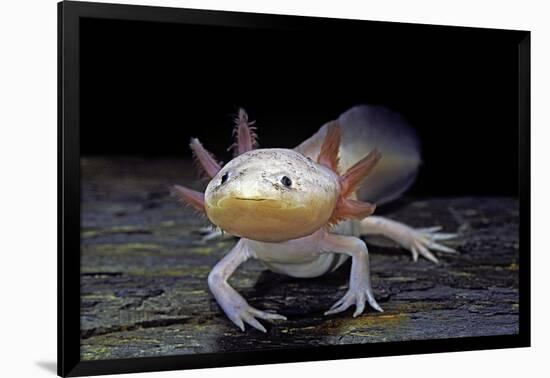 Ambystoma Mexicanum F. Leucistic (Axolotl)-Paul Starosta-Framed Photographic Print