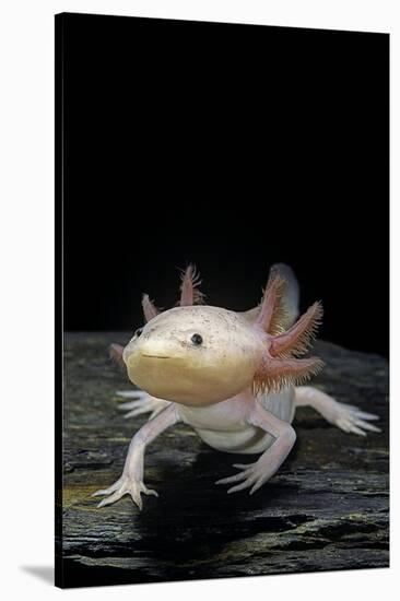 Ambystoma Mexicanum F. Leucistic (Axolotl)-Paul Starosta-Stretched Canvas