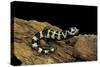 Ambystoma Opacum (Marbled Salamander)-Paul Starosta-Stretched Canvas