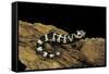 Ambystoma Opacum (Marbled Salamander)-Paul Starosta-Framed Stretched Canvas