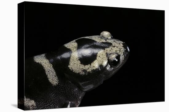 Ambystoma Opacum (Marbled Salamander)-Paul Starosta-Stretched Canvas