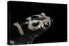 Ambystoma Opacum (Marbled Salamander)-Paul Starosta-Stretched Canvas