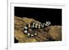 Ambystoma Opacum (Marbled Salamander)-Paul Starosta-Framed Photographic Print