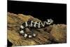 Ambystoma Opacum (Marbled Salamander)-Paul Starosta-Mounted Photographic Print