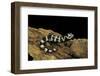 Ambystoma Opacum (Marbled Salamander)-Paul Starosta-Framed Photographic Print