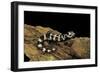 Ambystoma Opacum (Marbled Salamander)-Paul Starosta-Framed Photographic Print