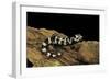 Ambystoma Opacum (Marbled Salamander)-Paul Starosta-Framed Photographic Print