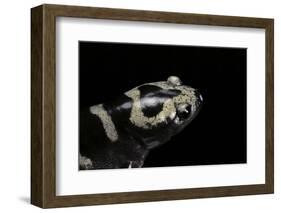 Ambystoma Opacum (Marbled Salamander)-Paul Starosta-Framed Photographic Print