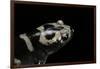 Ambystoma Opacum (Marbled Salamander)-Paul Starosta-Framed Photographic Print