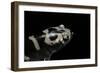 Ambystoma Opacum (Marbled Salamander)-Paul Starosta-Framed Photographic Print