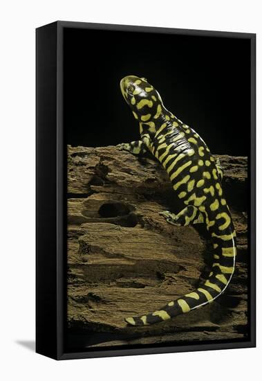 Ambystoma Tigrinum Tigrinum (Tiger Salamander)-Paul Starosta-Framed Stretched Canvas