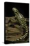 Ambystoma Tigrinum Tigrinum (Tiger Salamander)-Paul Starosta-Stretched Canvas