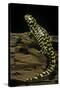 Ambystoma Tigrinum Tigrinum (Tiger Salamander)-Paul Starosta-Stretched Canvas