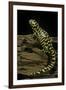Ambystoma Tigrinum Tigrinum (Tiger Salamander)-Paul Starosta-Framed Premium Photographic Print
