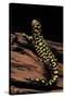 Ambystoma Tigrinum Tigrinum (Tiger Salamander)-Paul Starosta-Stretched Canvas