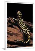 Ambystoma Tigrinum Tigrinum (Tiger Salamander)-Paul Starosta-Framed Premium Photographic Print