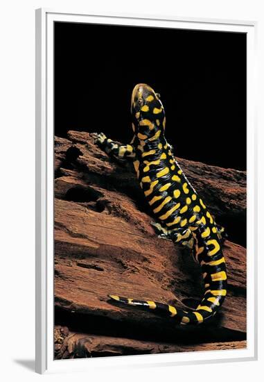 Ambystoma Tigrinum Tigrinum (Tiger Salamander)-Paul Starosta-Framed Premium Photographic Print