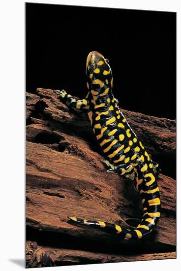 Ambystoma Tigrinum Tigrinum (Tiger Salamander)-Paul Starosta-Mounted Premium Photographic Print