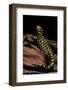 Ambystoma Tigrinum Tigrinum (Tiger Salamander)-Paul Starosta-Framed Photographic Print