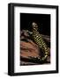 Ambystoma Tigrinum Tigrinum (Tiger Salamander)-Paul Starosta-Framed Photographic Print