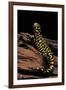 Ambystoma Tigrinum Tigrinum (Tiger Salamander)-Paul Starosta-Framed Photographic Print