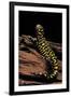 Ambystoma Tigrinum Tigrinum (Tiger Salamander)-Paul Starosta-Framed Photographic Print