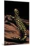 Ambystoma Tigrinum Tigrinum (Tiger Salamander)-Paul Starosta-Mounted Photographic Print