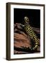 Ambystoma Tigrinum Tigrinum (Tiger Salamander)-Paul Starosta-Framed Photographic Print