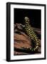 Ambystoma Tigrinum Tigrinum (Tiger Salamander)-Paul Starosta-Framed Photographic Print